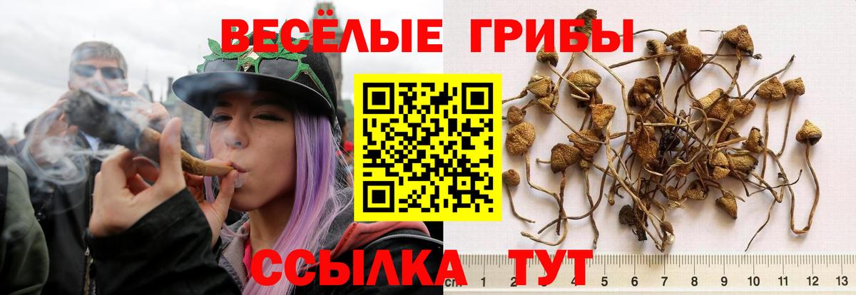 Галлюциногенные грибы Psilocybe Клинцы